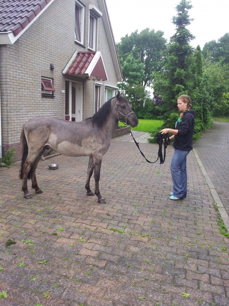 2012 Tess met konik paardje Luka