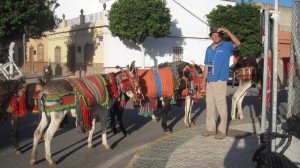 decorated donkies+Dutch donkey at harvest festival