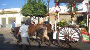 Oches drawn chariot