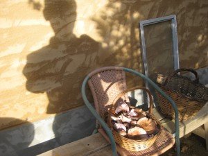 The shadow of the Grim Reaper hovering over the mushrooms