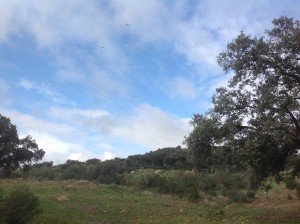 Schraal, maar nu wel wat groen, landschap