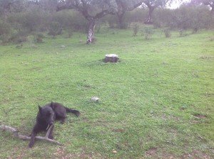 Is dat een stronk of een richtingskubus?