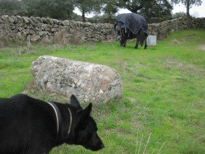 Dieren op culturele toer bij Romeinse mijlsteen langs Via de la Plata