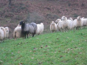 Mergellandschapen toch niet zo uniek als wij dachten. Hier precies eendere schapen