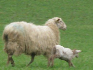 Even lambs with the typical dark neck spot and tail spot