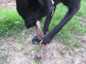  Tosca amuses himself with deer's leg 