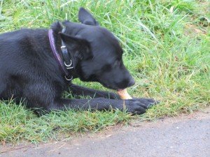  Tosca takes his daily loot 