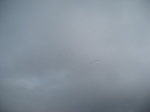 cranes hardly visible