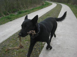 Tosca met haar reeënpoot
