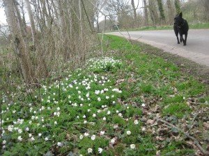 Bosanemonen en speenkruid, echte lentebodes