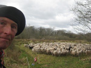 Ook hier landschapsbeheer met vee. Zo voel ik me thuis.