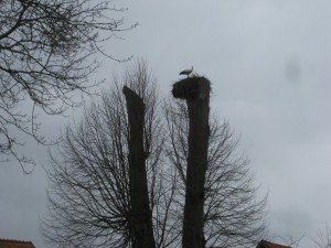 Ooievaarsnest, vlak bij ooievaarsmuseum