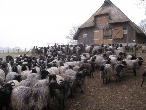 Luneburger Heidschnucke, heideschapen