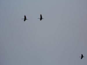 kraanvogels