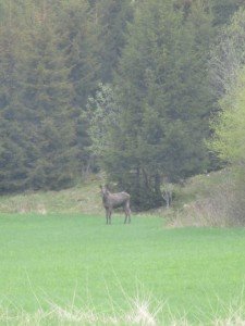 Eindelijk de eland