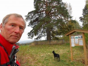 Oudste boom in regio, Tokstad-den