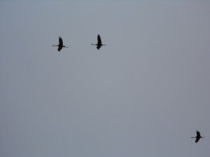 Beter één vogel in de hand dan de lucht van 10, of hoe was het ook weer?