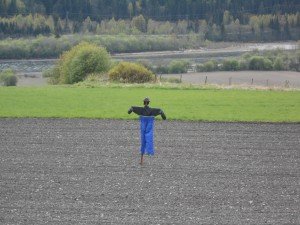Landarbeider met één been. Andere been vindt Tosca nog wel