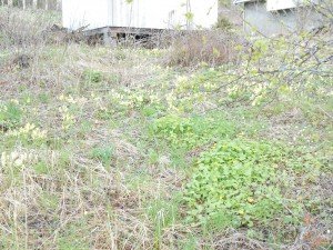 Veel primula's, sleutelbloemen, 2 M mnd. later dan in Nl