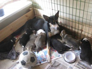 Nest puppies bij Marieke en Alf Rune