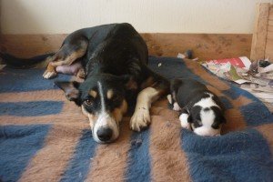 Mamma met enkele van haar 8 puppies