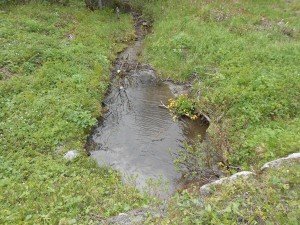 Dotterbloemen, in Nl. vroege voorjaarsbloeiers