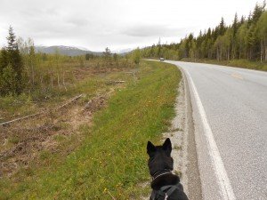 De besneeuwde bergen van het immense natuurgebied Bjørgefjell
