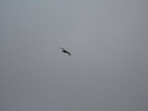 Agressieve vogel met pijlstaart, lijkend op kapmeeuw en typisch voor hoogvlakten van Lapland