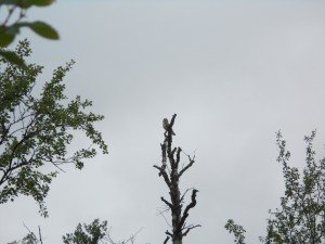 Daar is de uil weer, of een andere?
