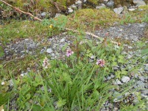 Veel orchideeën staan op uitkomen in de stenige berm
