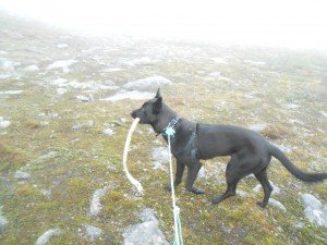 Tosca heeft weer buit. Rendiergewei
