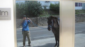 The vanity of a horse admiring himself in the mirror